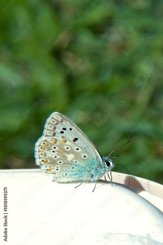 Obraz premium Side view of a blue butterfly on a white plastic surface on a green background. Its texture can be seen