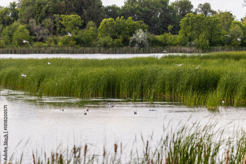 Obraz premium Many river gulls hunt fish in lakes, rivers, and canals. Seagulls fly over the water. Seagulls gracefully glide over the water's surface, their wings casting delicate shadows on the rippling waves.