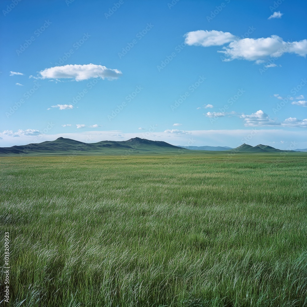 Obraz premium A vast, flat field of tall green grass swaying in the wind, with a distant mountain range visible under a bright blue sky