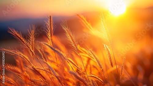 Warm sunset over grassland with golden light and distant mountains, creating a peaceful atmosphere with lens flare.