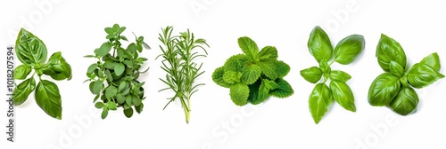 Wallpaper Mural Fresh herbs set isolated, parsley, basil leaves, thyme, mint seasoning, raw green condiment sprig collection Torontodigital.ca