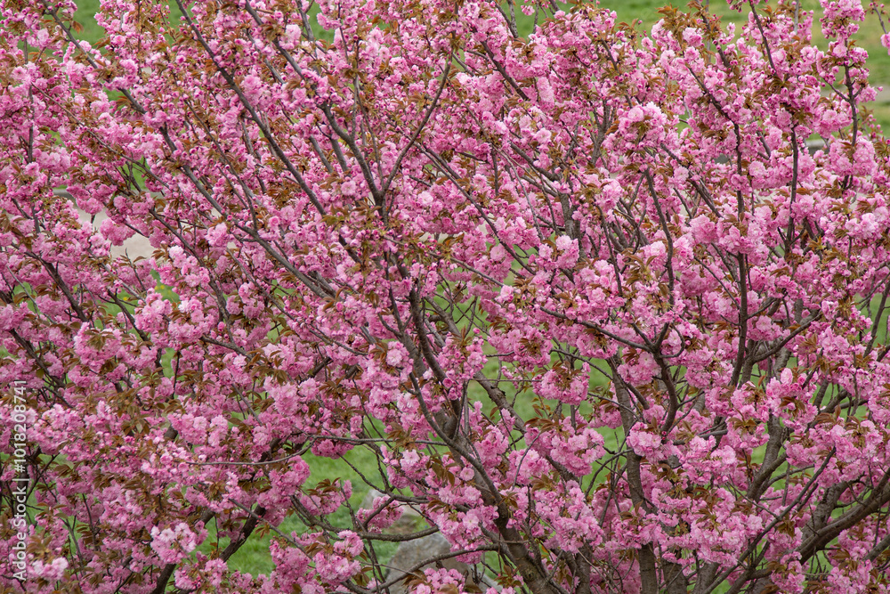 Sakura blooms with pink flowers. Trees in the garden. Buds on branches. Springtime nature plant Sakura blooms with pink flowers. Trees in the garden. Buds on branches. Springtime nature plant