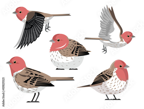 House Finch Bird Winter Red Various Poses Cartoon Vector Character photo