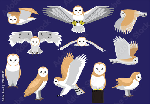 Barn Owl Poses Night Bird Vector Character Illustration