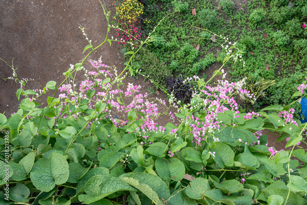 Springtime flora in a vibrant garden, with lush greenery and blooming flowers against a textured wall Springtime flora in a vibrant garden, with lush greenery and blooming flowers against a textured wall