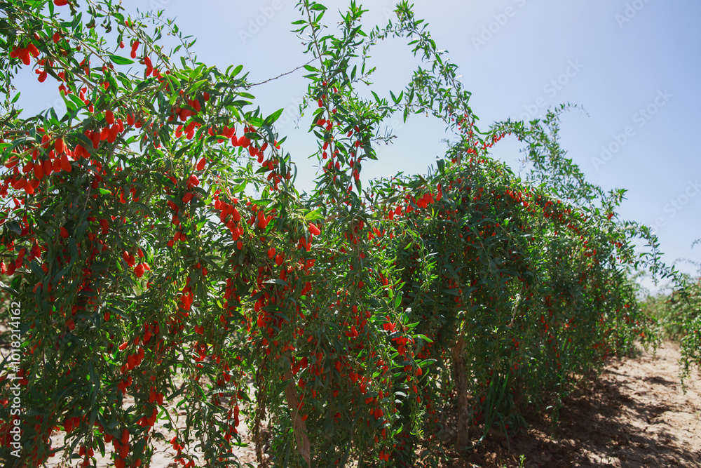Fototapeta premium Goji berry fruits and plants in sunshine field