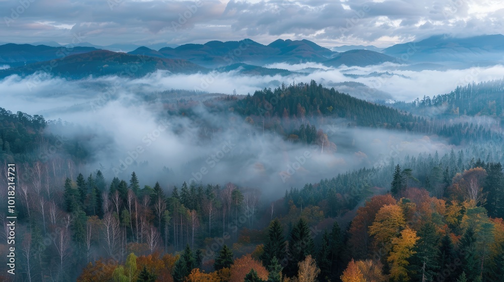 Fototapeta premium Mystical Misty Forest Landscape with Foggy Mountains and Aerial Panoramic View