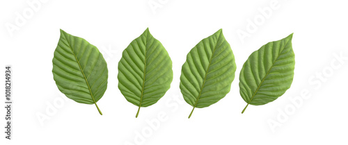 Four Green Leaves Isolated on White Background