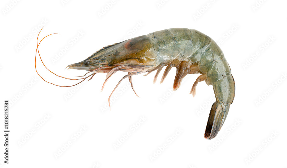 Close-up of a Single Raw Shrimp on a White Studio Background Close-up of a Single Raw Shrimp on a White Studio Background