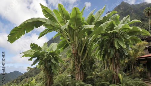 Saba Banana Plants Can Achieve Remarkable Growth photo