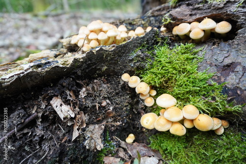 A lone mushroom stands tall on the forest floor, its delicate gills illuminated by a beam of sunlight against a dark, moody backdrop. A captivating glimpse into the quiet beauty of nature.