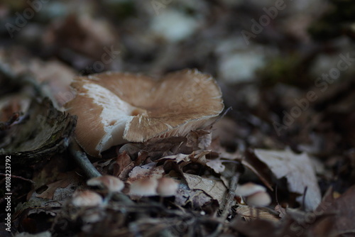 A lone mushroom stands tall on the forest floor, its delicate gills illuminated by a beam of sunlight against a dark, moody backdrop. A captivating glimpse into the quiet beauty of nature.
