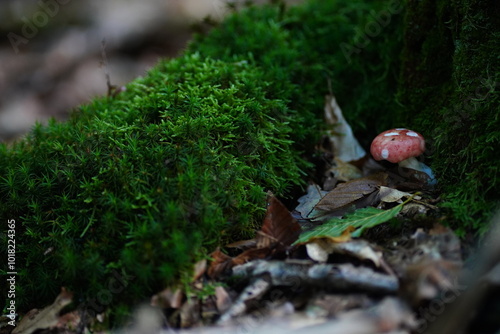 A lone mushroom stands tall on the forest floor, its delicate gills illuminated by a beam of sunlight against a dark, moody backdrop. A captivating glimpse into the quiet beauty of nature.