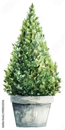 PNG Watercolor potted evergreen tree illustration