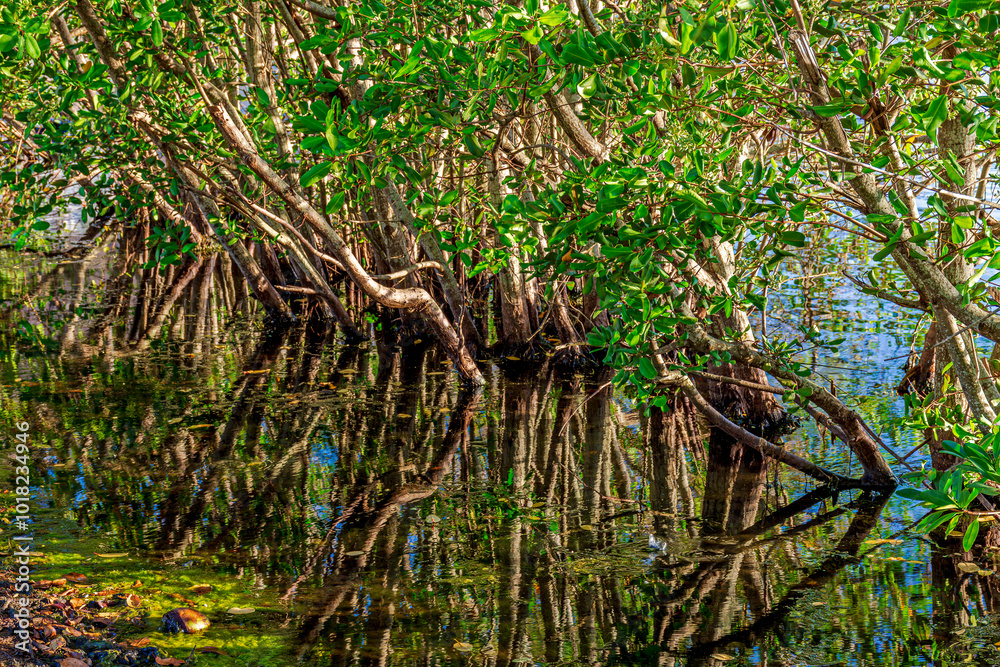 Dense mangrove vegetation reflected in the calm waters of the coast of Rio de Janeiro, Brazil Dense mangrove vegetation reflected in the calm waters of the coast of Rio de Janeiro, Brazil