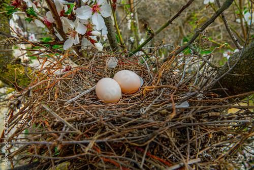 The collared turtle dove (Streptopelia decaocto) nest with two porcelain white eggs on a flowering bitter almond tree (Amygdalus communis). Crimea photo