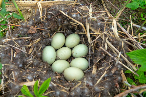 Mollard duck (Anas platyrhynchus) nest on the bank of the taiga river in the bushes. North-Eastern Europe. But this bird species tends to synanthropize. photo