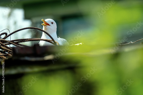 Birds live side by side with humans, synanthropic animals. Common gull (Larus canus) has built a nest on the roof of a village house and is incubating a clutch of eggs. photo