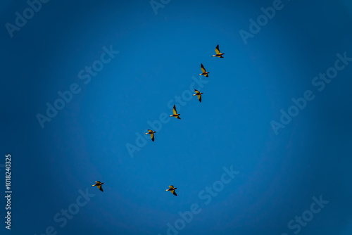 A flock of Roody shelduck (Tadorna ferruginea) flies in a wedge over salt marsh, summer visitation photo