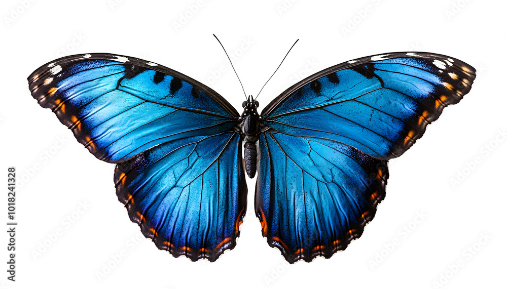 Fototapeta premium Butterfly with vibrant blue wings, isolated on transparent background