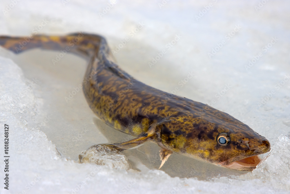 Ice fishing. Eelpout (Lota lota) in late winter on northern rivers. Fishing line for bottom (leger rig). It is close-up on thawed ice and hand. Unusual fish without scales and slippery as eel Ice fishing. Eelpout (Lota lota) in late winter on northern rivers. Fishing line for bottom (leger rig). It is close-up on thawed ice and hand. Unusual fish without scales and slippery as eel