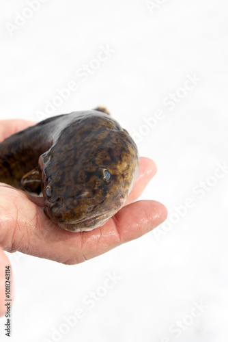 Burbot, eelpout (Lota lota). A cold-loving stunted fish without scales as slippery as an eel, resembling a snake, scavenger. Biblical forbidden food. Isolated on white from different angles, in hands photo