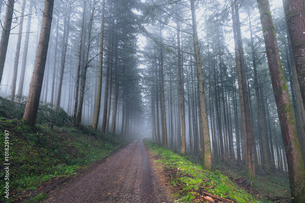 Fototapeta premium Un sous bois de forêt de sapins avec de la brume dans le pars naturel du Morvan