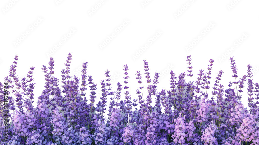 Naklejka premium lavender transparent background
