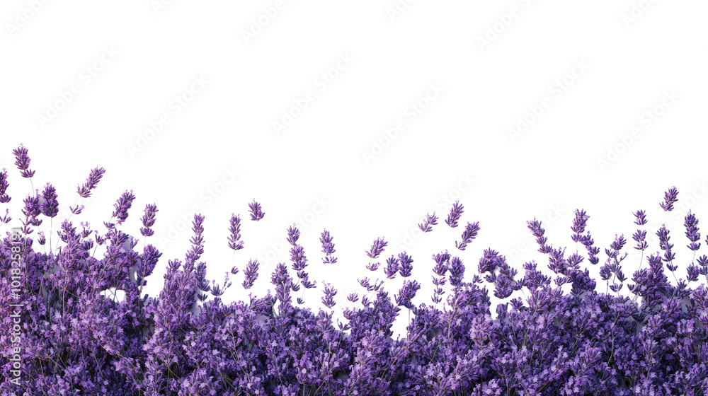 Naklejka premium lavender transparent background
