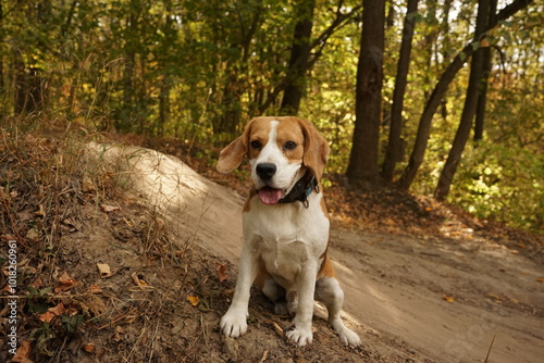 Beagle dog sitting on top of the hill, autumn forest on the background 