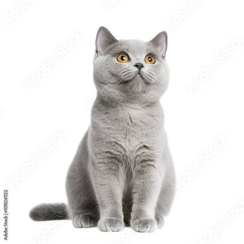 A grey cat with yellow eyes is sitting on a white background. The cat appears to be looking at the camera with curiosity