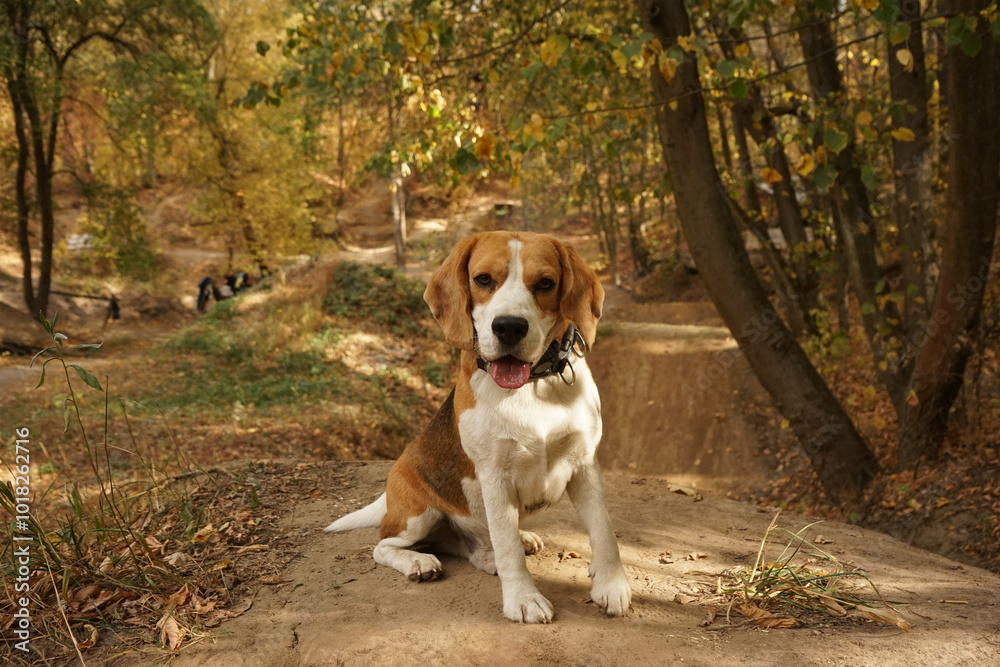 Beagle dog sitting on top of the hill, autumn forest on the background Beagle dog sitting on top of the hill, autumn forest on the background