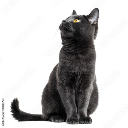 A black cat is sitting on a white background with its head tilted to the side. The cat appears to be looking up at something, possibly a bird or a small object
