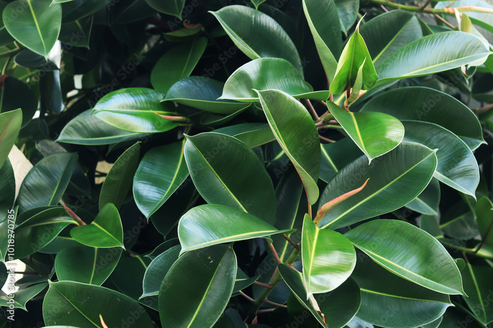 Fototapeta premium Ficus, leaves close-up. Close-up of green ficus leaves on a tree. Ficus elastica leaves close-up, rubber tree. Natural background with green large leaves