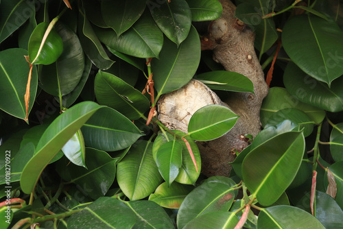 Ficus, leaves close-up. Close-up of green ficus leaves on a tree. Ficus elastica leaves close-up, rubber tree. Natural background with green large leaves