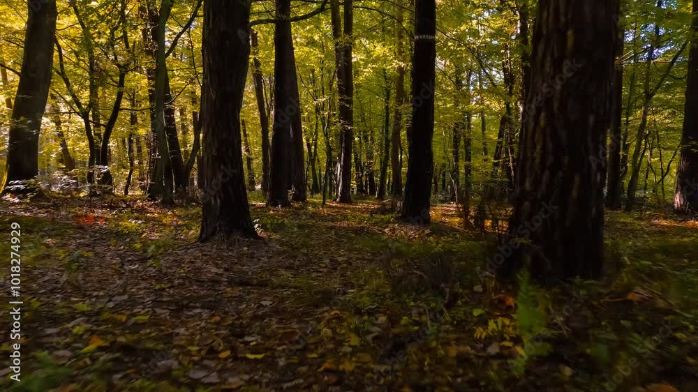 The camera smoothly moves forward in slow motion through an autumn forest. Golden falling leaves, soft grass, and gentle light create a magical atmosphere. The camera smoothly moves forward in slow motion through an autumn forest. Golden falling leaves, soft grass, and gentle light create a magical atmosphere.