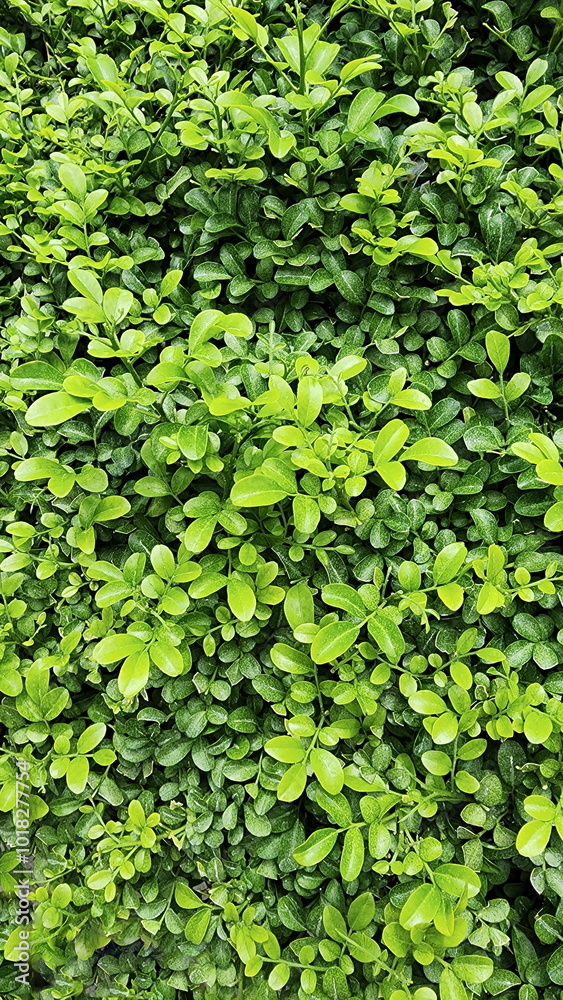Obraz premium Green leaves of Andaman satinwood or Chinese box tree. Is a small shrub that is popularly grown as an ornamental plant in pots or as a bonsai. Leaves are arranged in single layer of feathers, arranged