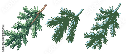 Spruce branches with snow-covered needles in a simple and elegant illustration