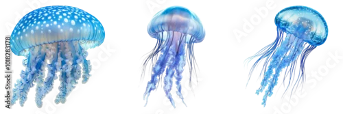 Obraz Colorful jellyfish isolated on transparent PNG background image perfect for marine-themed illustrations or underwater designs