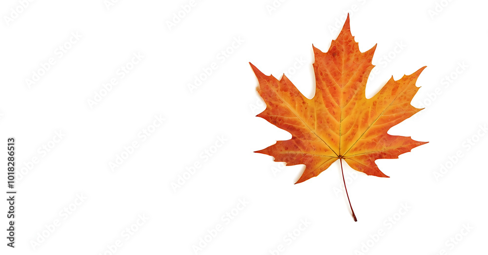 A vibrant yellow maple leaf, perfectly capturing the essence of fall, isolated on white. Ideal for designs related to autumn, nature, and seasonal themes. A vibrant yellow maple leaf, perfectly capturing the essence of fall, isolated on white. Ideal for designs related to autumn, nature, and seasonal themes.