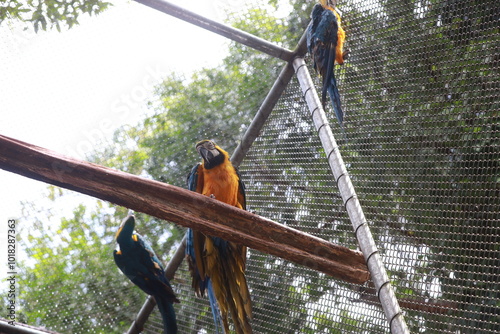 salvador, bahia, brazil - august 8, 2024: macaws seen at a wildlife treatment center in the city of Salvador. photo