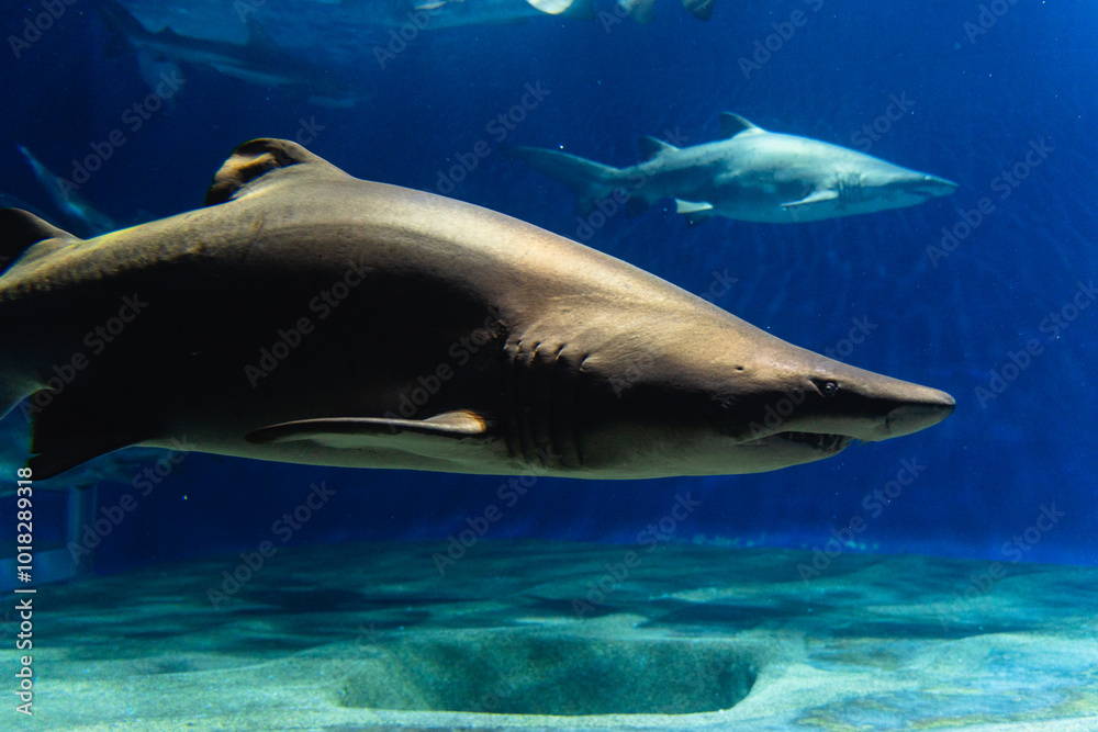 Obraz premium 大洗水族館のサメ