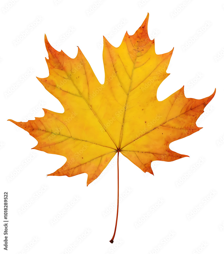 Fototapeta premium A vibrant yellow maple leaf, perfectly capturing the essence of fall, isolated on white. Ideal for designs related to autumn, nature, and seasonal themes.