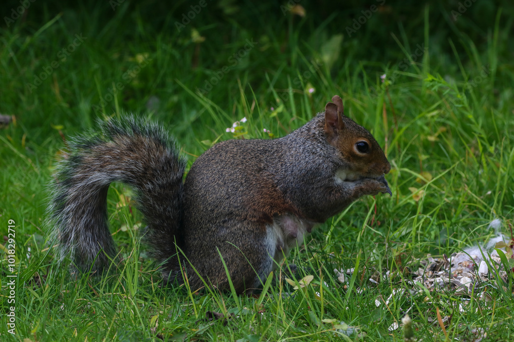 A stunning animal portrait of a single squirrel. The squirrel is hungry and hunting for food. A stunning animal portrait of a single squirrel. The squirrel is hungry and hunting for food.