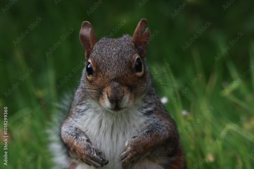 A stunning animal portrait of a single squirrel. The squirrel is hungry and hunting for food. A stunning animal portrait of a single squirrel. The squirrel is hungry and hunting for food.