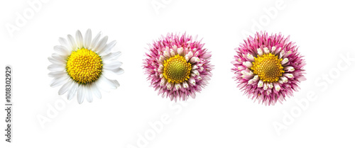 White and Pink Daisy Flowers Isolated on White Background