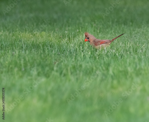 A female northern cardinal forages for food on an urban lawn.