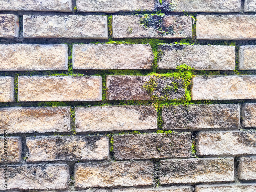 Obraz premium Moss growing on a brick wall in a shaded outdoor area during the day