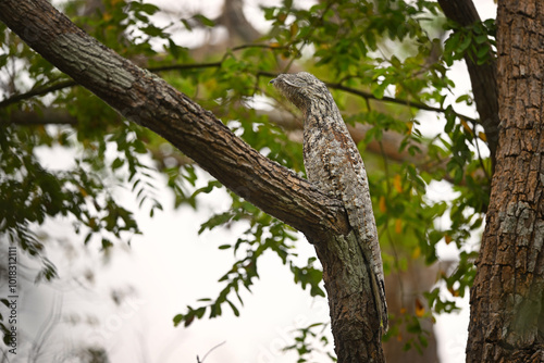 Close-up of Great Potoo Camouflaged on Tree in Forest Environment