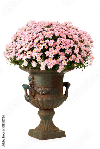 Vintage decorative iron flowerpot filled with small pink blossomed flowers, isolated on white background.